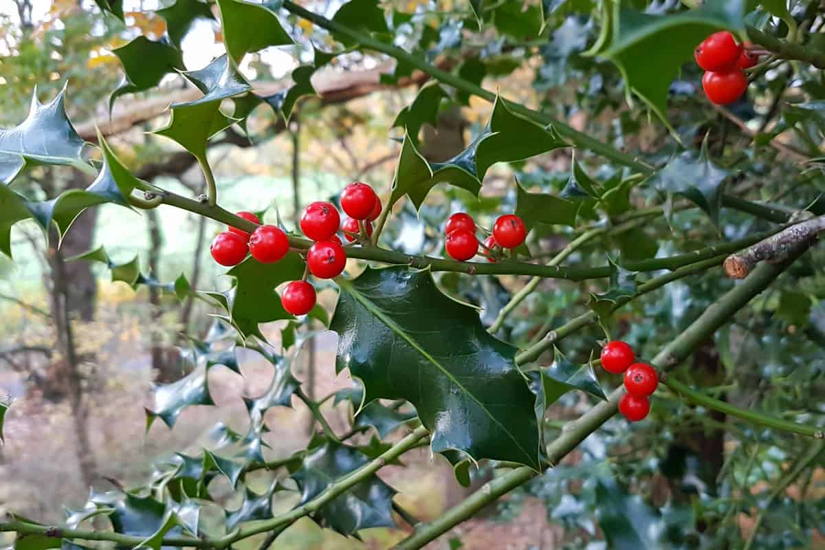 Holly shrub with grown seeds on its leaves