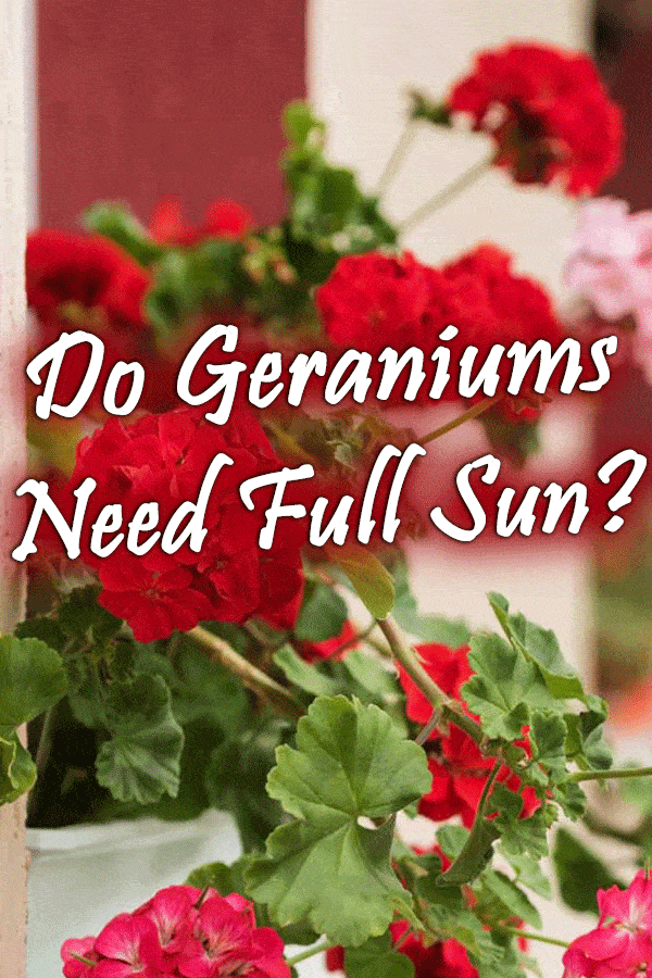 Do Geraniums Need Full Sun?