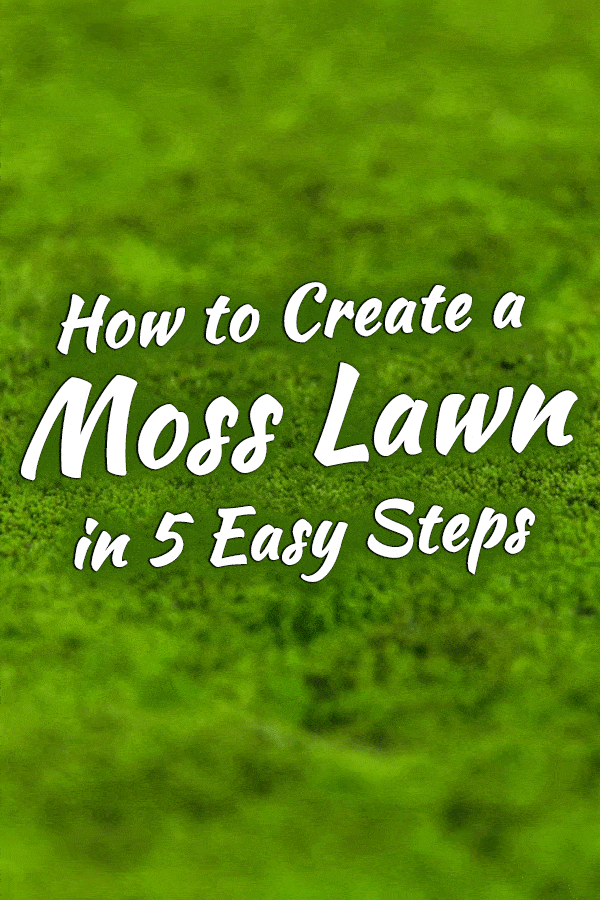 How to Create a Moss Lawn in 5 Easy Steps
