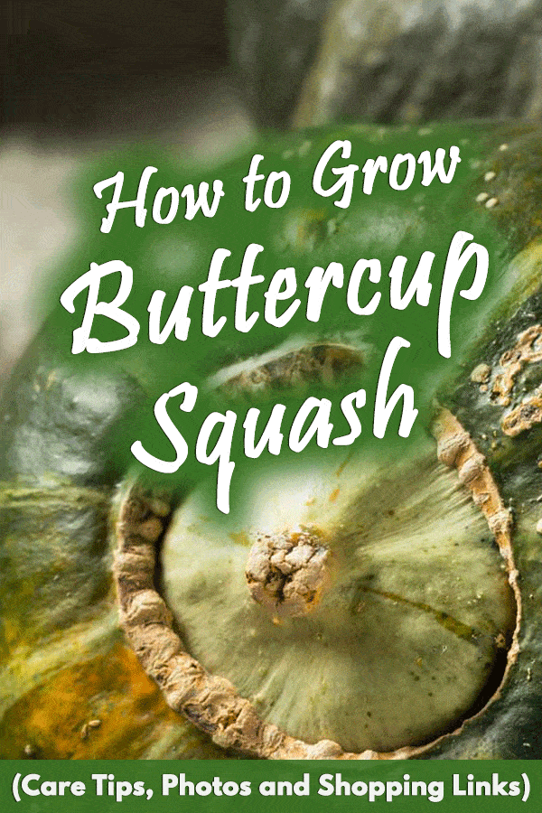 How to Grow Buttercup Squash (Care Tips, Photos and Shopping Links)
