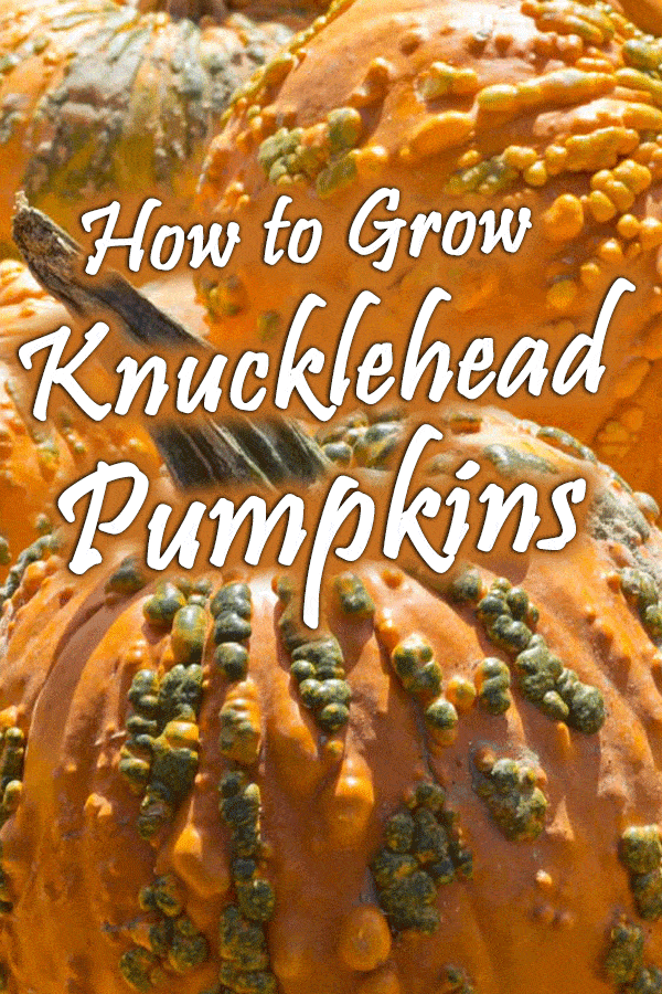 How to Grow Knucklehead Pumpkins