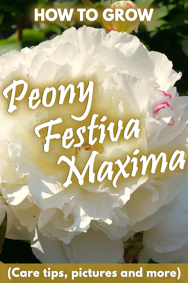How to Grow Peony Festiva Maxima (Care tips, pictures and more)