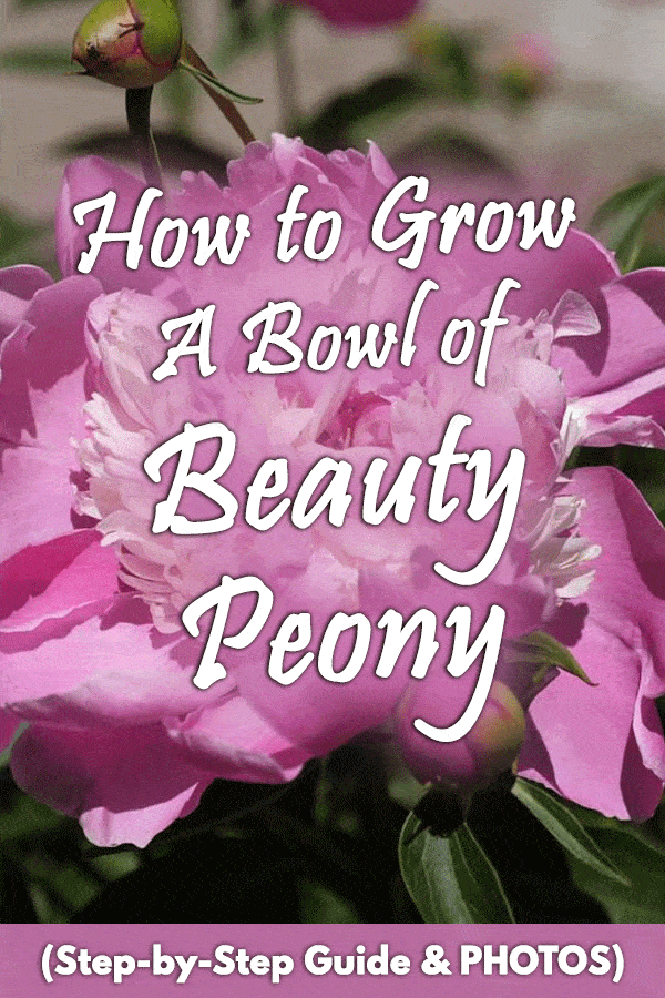 How to Grow a Bowl of Beauty Peony (Step-by-Step Guide & PHOTOS)