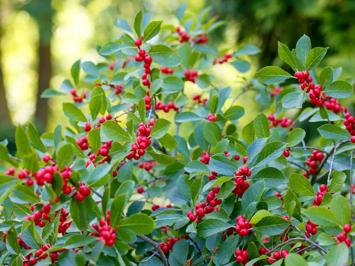 Ilex verticillata, the winterberry, is a species of holly native to eastern North America in the United States and southeast Canada, from Newfoundland west to Ontario and Minnesota, and south to Alaba