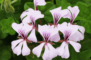 Read more about the article Ivy Geranium [Care Tips, Photos, and Shopping Links]
