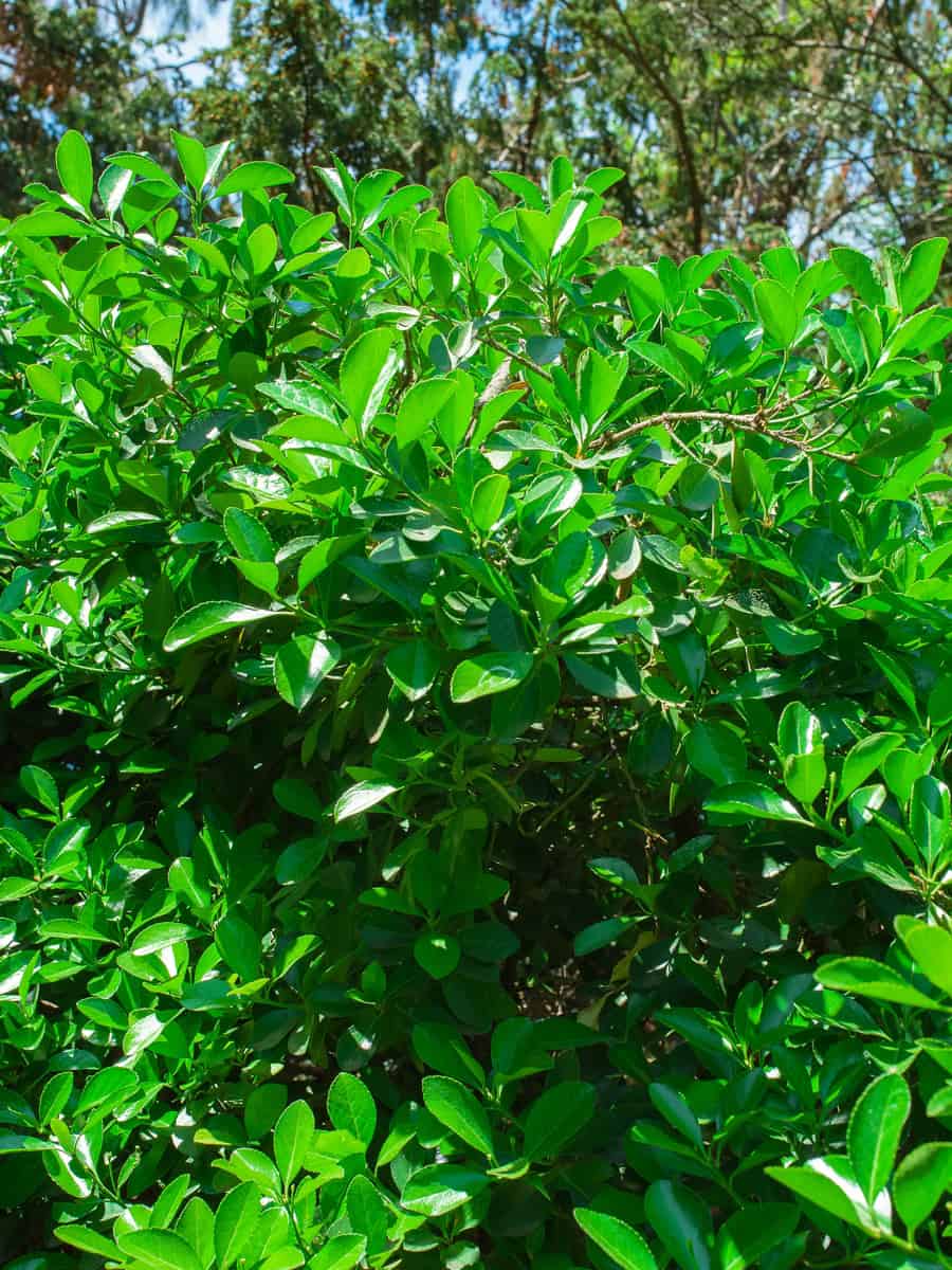 Laurel leaves, hedge of green laurel bushes, in park
