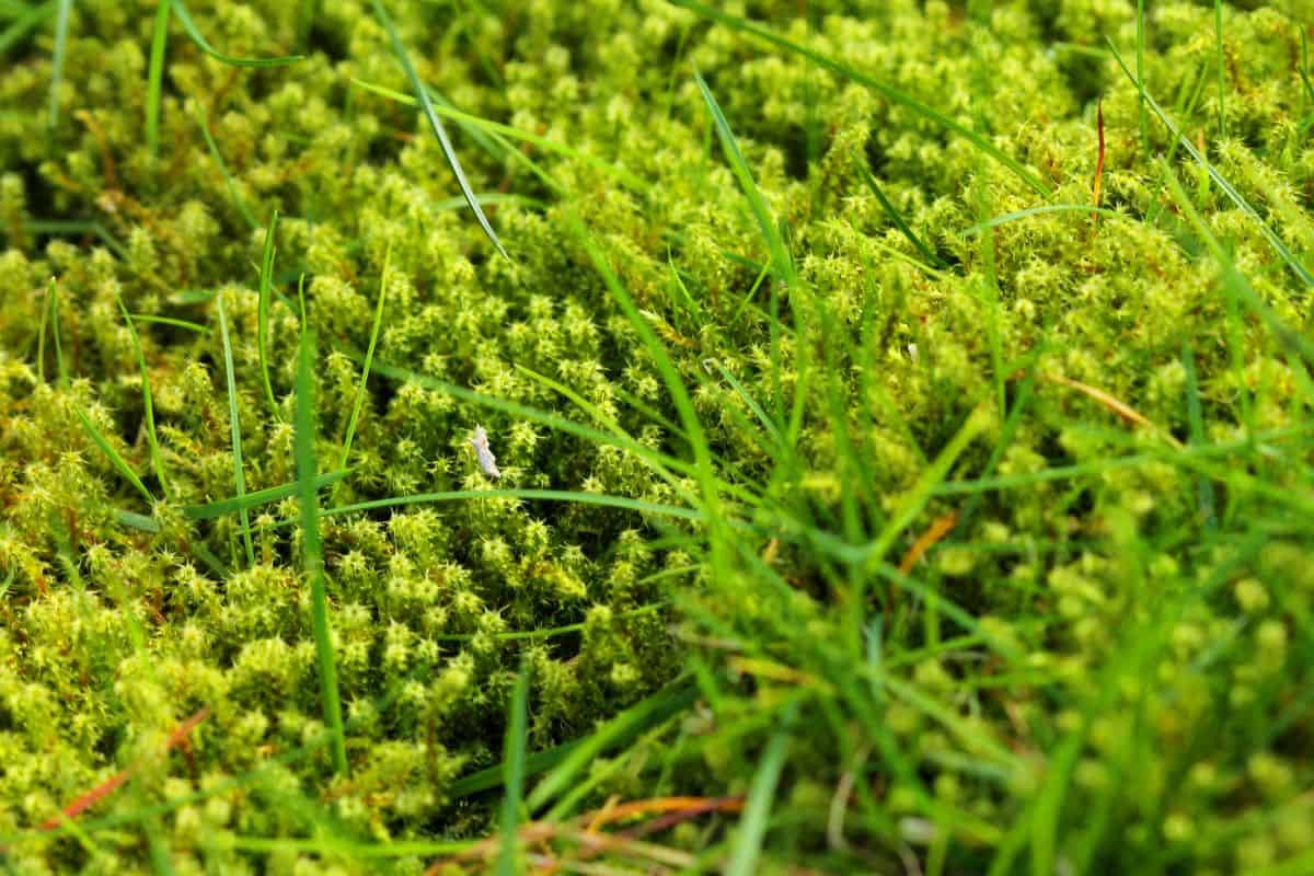 Lawn in serious need of moss killer