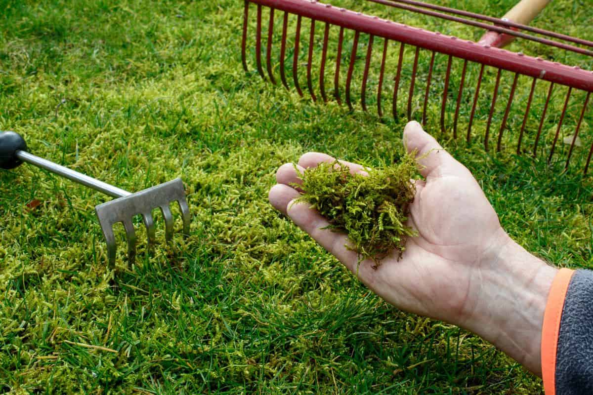 Moss in the lawn - garden tools