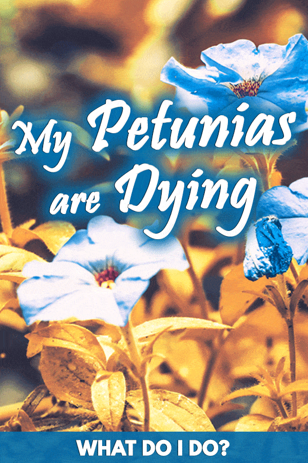 My Petunias are Dying, What Do I do?