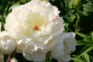 Read more about the article How to Grow Peony Festiva Maxima (Care Tips, Pictures, and More)