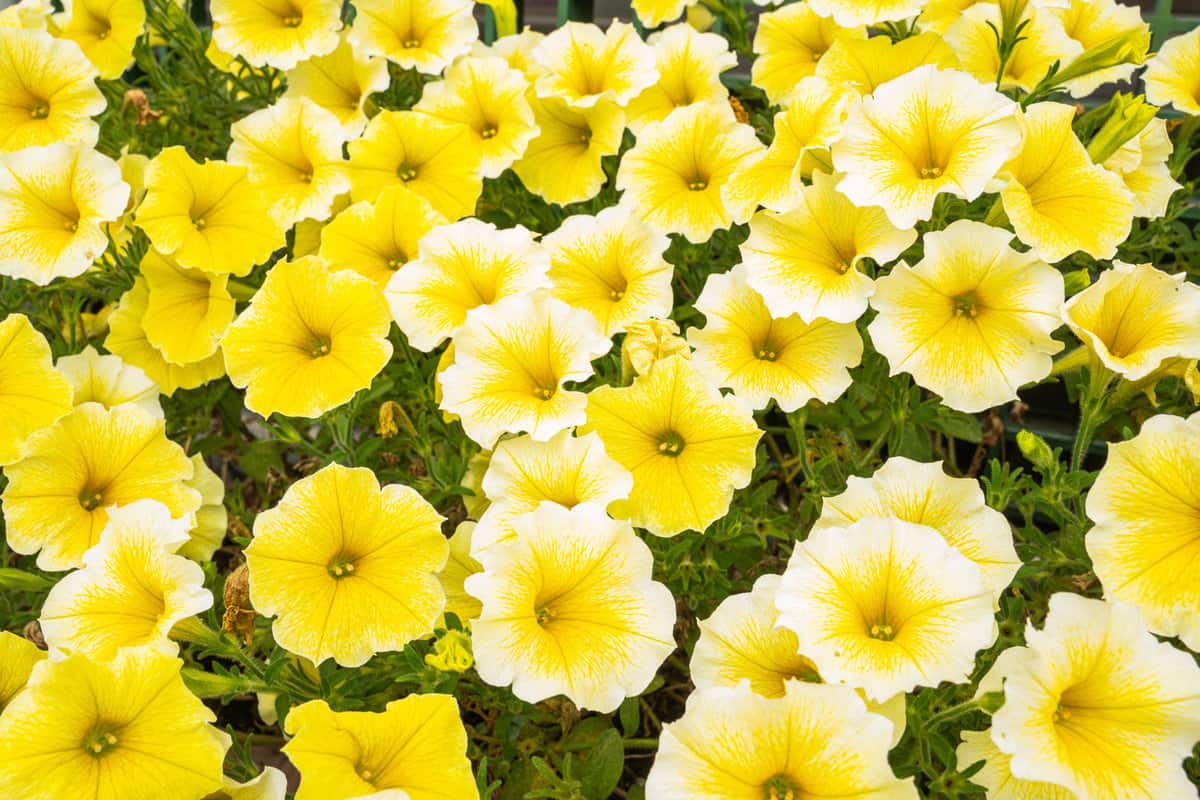 Petunia color yellow, many flowers