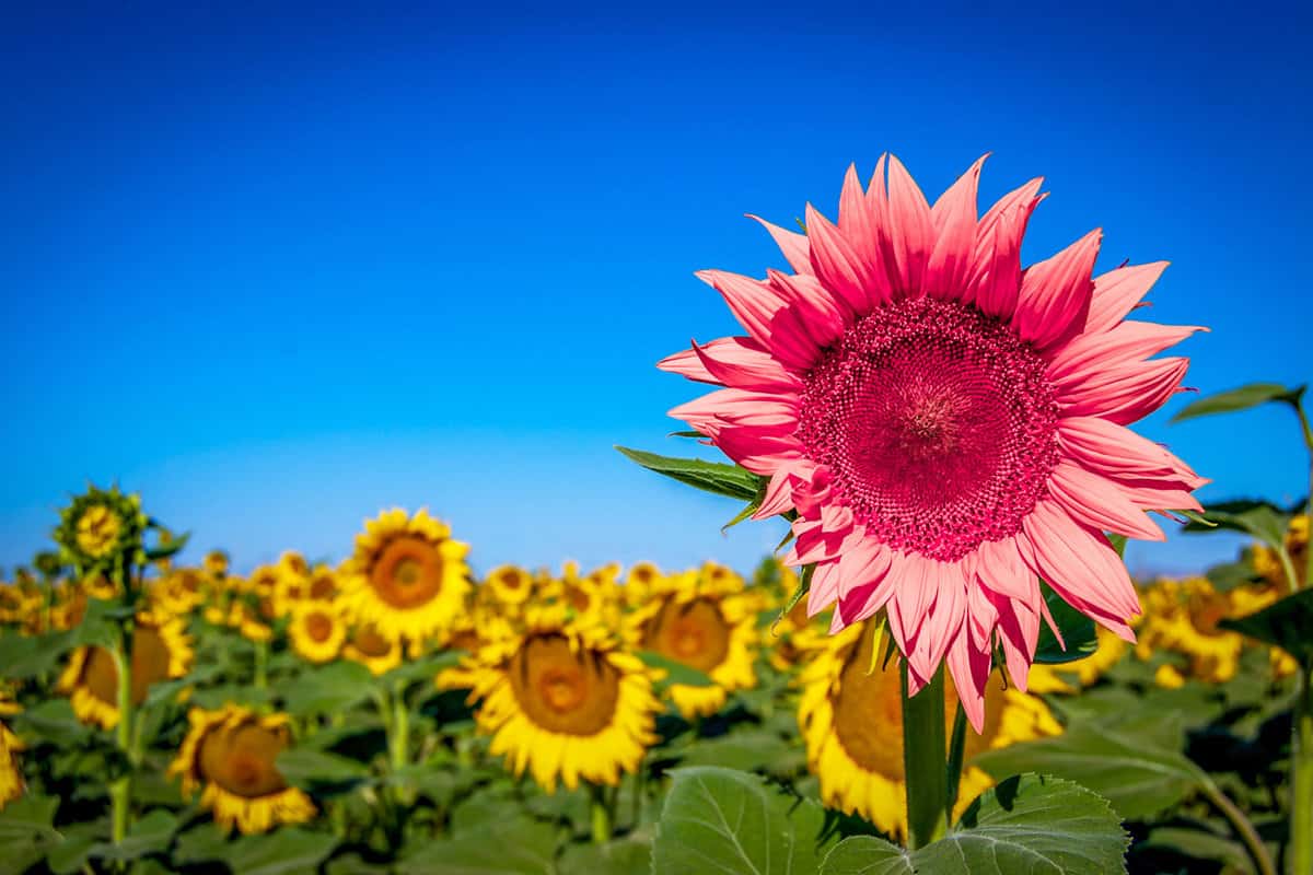 Bright pink flowers of a pink sunflower