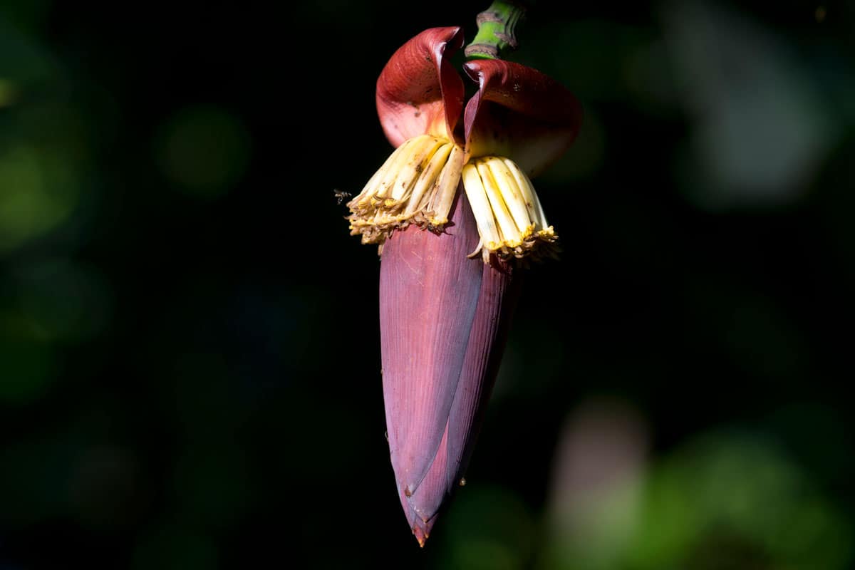 Plantain flower of a Banana tree