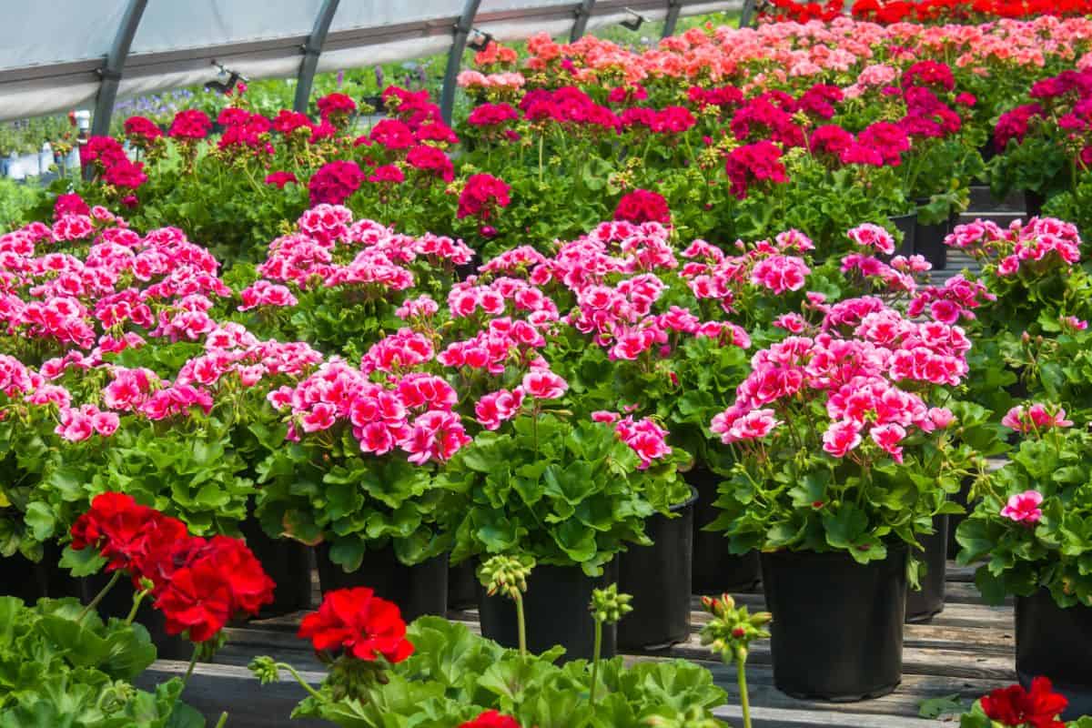 Pots of geranium plants in several colors await customers in a Cape Cod greenhouse on a spring morning. Signature Available with your subscription S M L XL 2128 x 1413 px (7.09 x 4.71 in.) - 300 dpi - RGB Download this image Includes our standard license. Add an extended license. Credit:KenWiedemann Stock photo ID:1320549324 Upload date:May 31, 2021 Categories:Stock Photos | Geranium