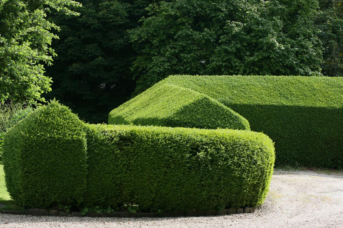 Private hedge trimmed to a triangle shaped form
