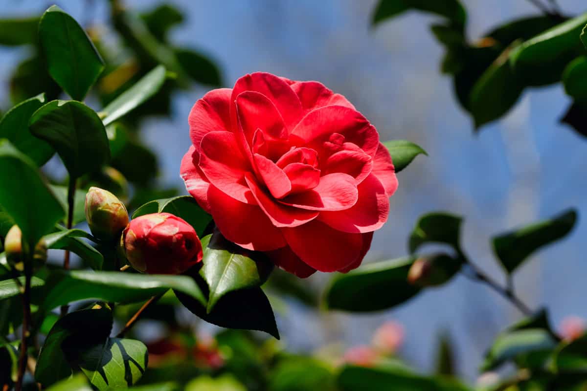 Red Camellia flower close up photography