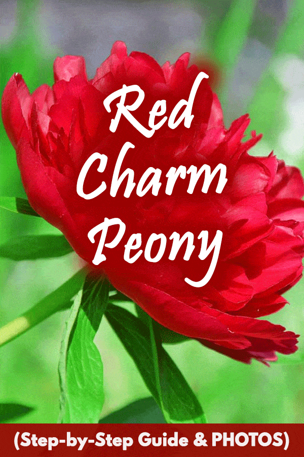 Red Charm Peony (Step-by-Step Guide & PHOTOS)