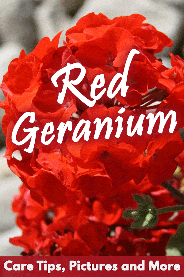 Red Geranium Care Tips, Pictures and More