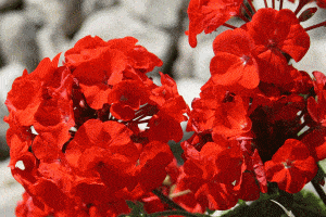 Read more about the article Red Geranium Care Tips, Pictures and More