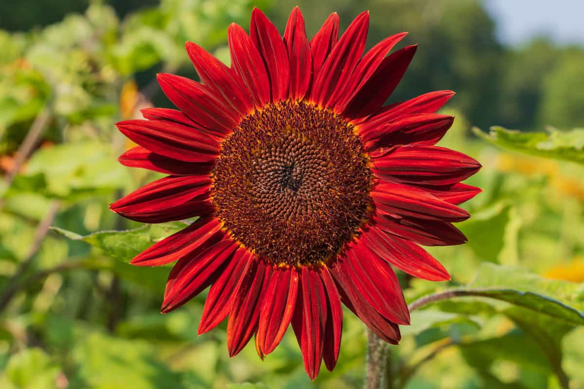 Blooming red petals of a red sunflower in the garden