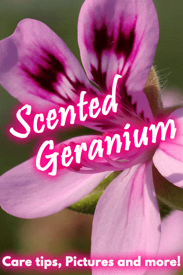 Scented Geranium