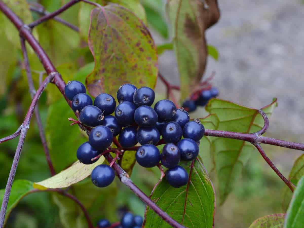Silky dogwood fruits (Cornus amomum)
