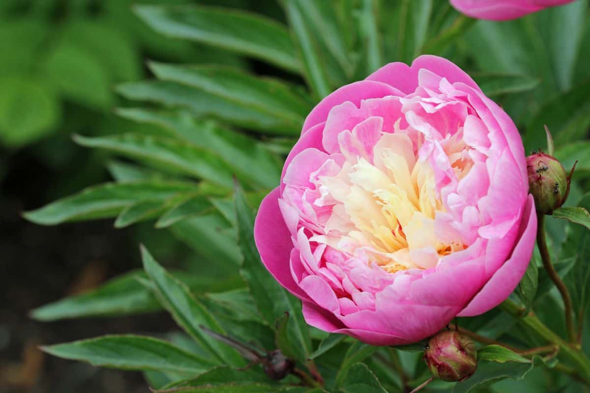 Single flower of a pink and white peony, Paeonia lactiflora, that looks like the Bowl of Beauty variety with a background of leaves.