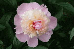 Read more about the article Sorbet Peony Guide (Gardening Tips, Pictures and Shopping Links)