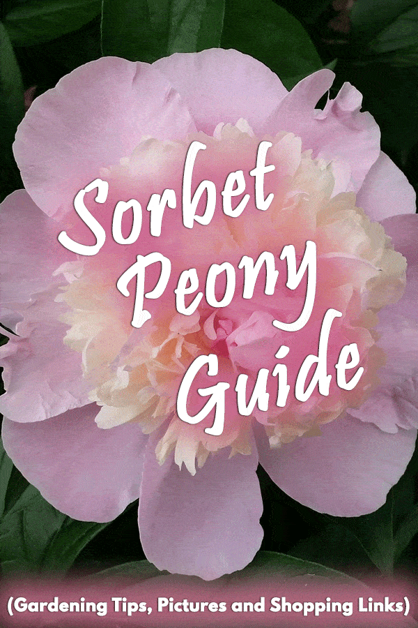 Sorbet Peony Guide (Gardening Tips, Pictures and Shopping Links)