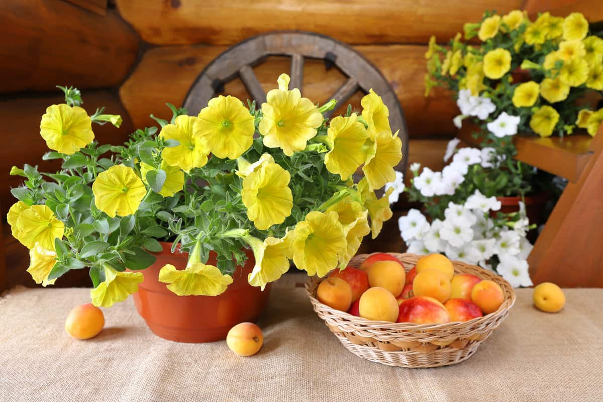 Summer still life with wicker basket of fruits and pots of petunia flowers on the background of wooden wagon wheel near log wall.