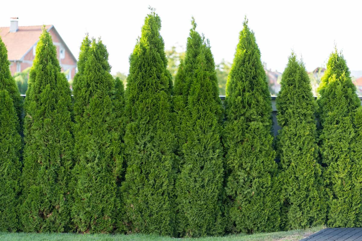 Tall arborvitae standing in line making a wall 