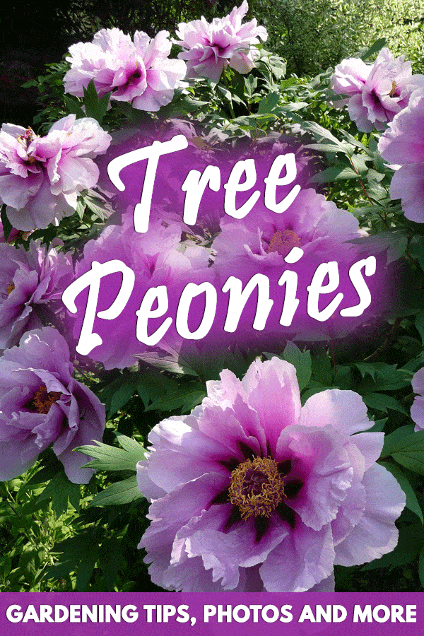 Tree Peonies: Gardening Tips, Photos and More