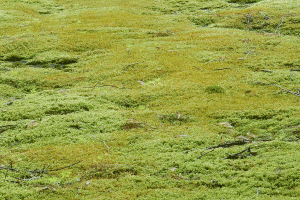 Read more about the article Carpet Moss For Your Garden (Care Tips, Facts and Pictures)