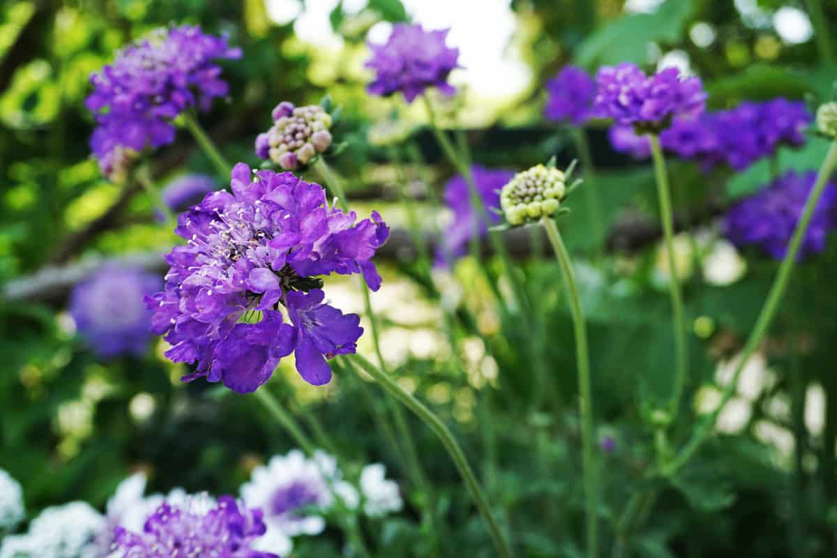 Violet pincushion flower