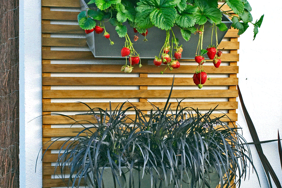 Can You Create A Vertical Garden Without Drilling Tabs - Hanging Vertical Garden