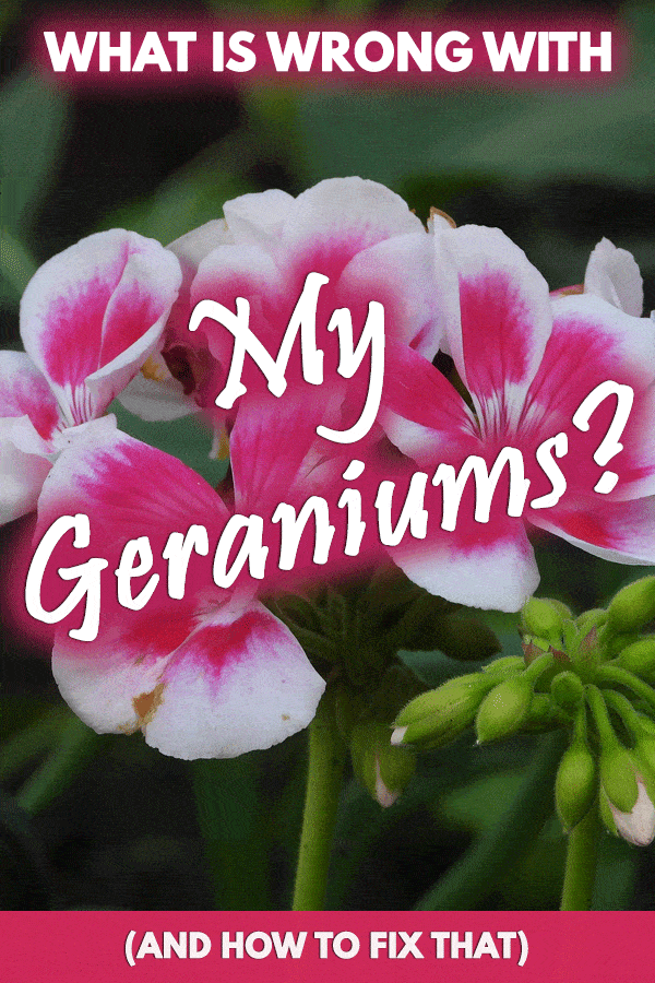 What Is Wrong with My Geraniums? (And how to FIX that)