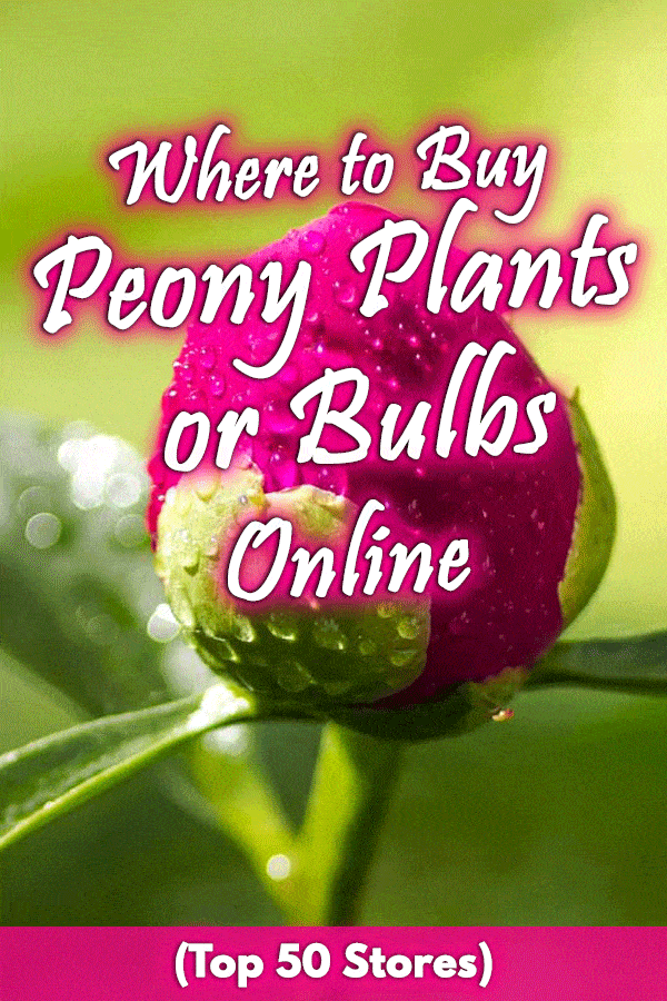 Where to Buy Peony Plants or Bulbs Online (Top 50 Stores)