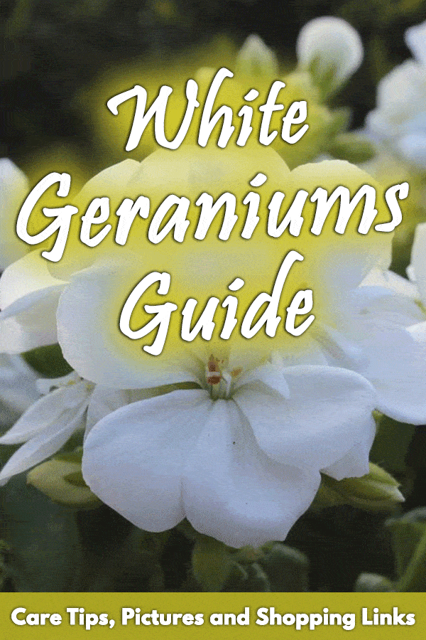 White Geraniums Guide: Care Tips, Pictures and Shopping Links