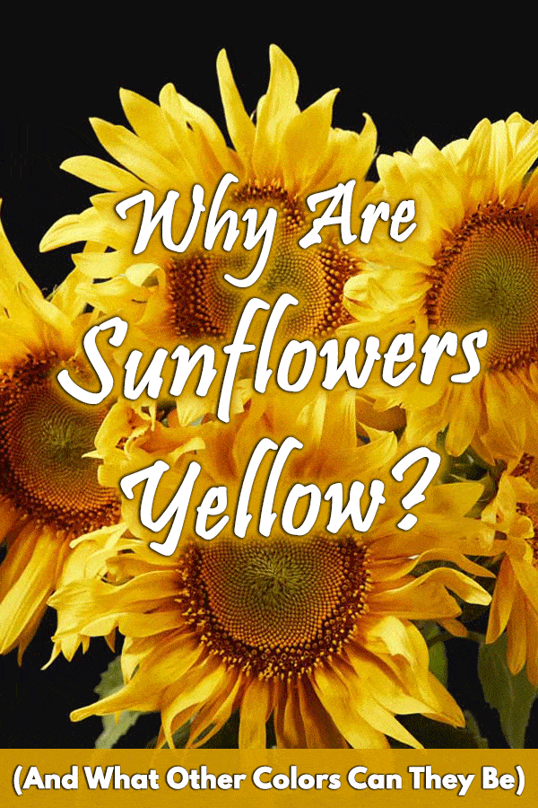 Why Are Sunflowers Yellow? (And What Other Colors Can They Be)