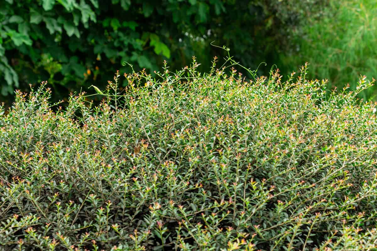 A bush of Yaupon Holly