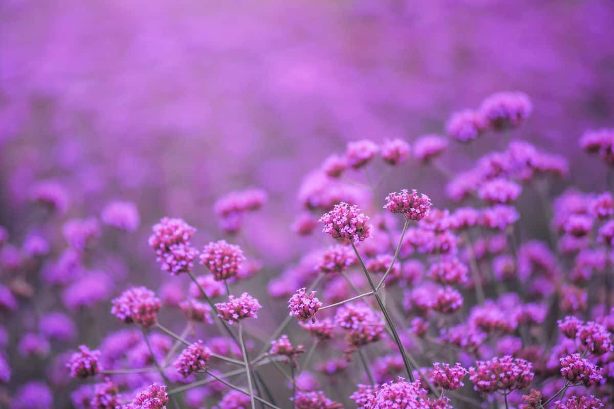beautiful violet verbena flowers in mon jam chiang mai tour attraction in thailand