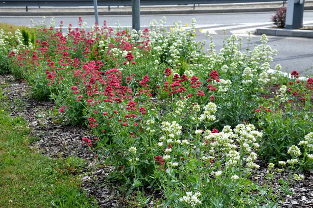 bed of colorful prairie flowers in an urban environment attractive to insects and butterflies