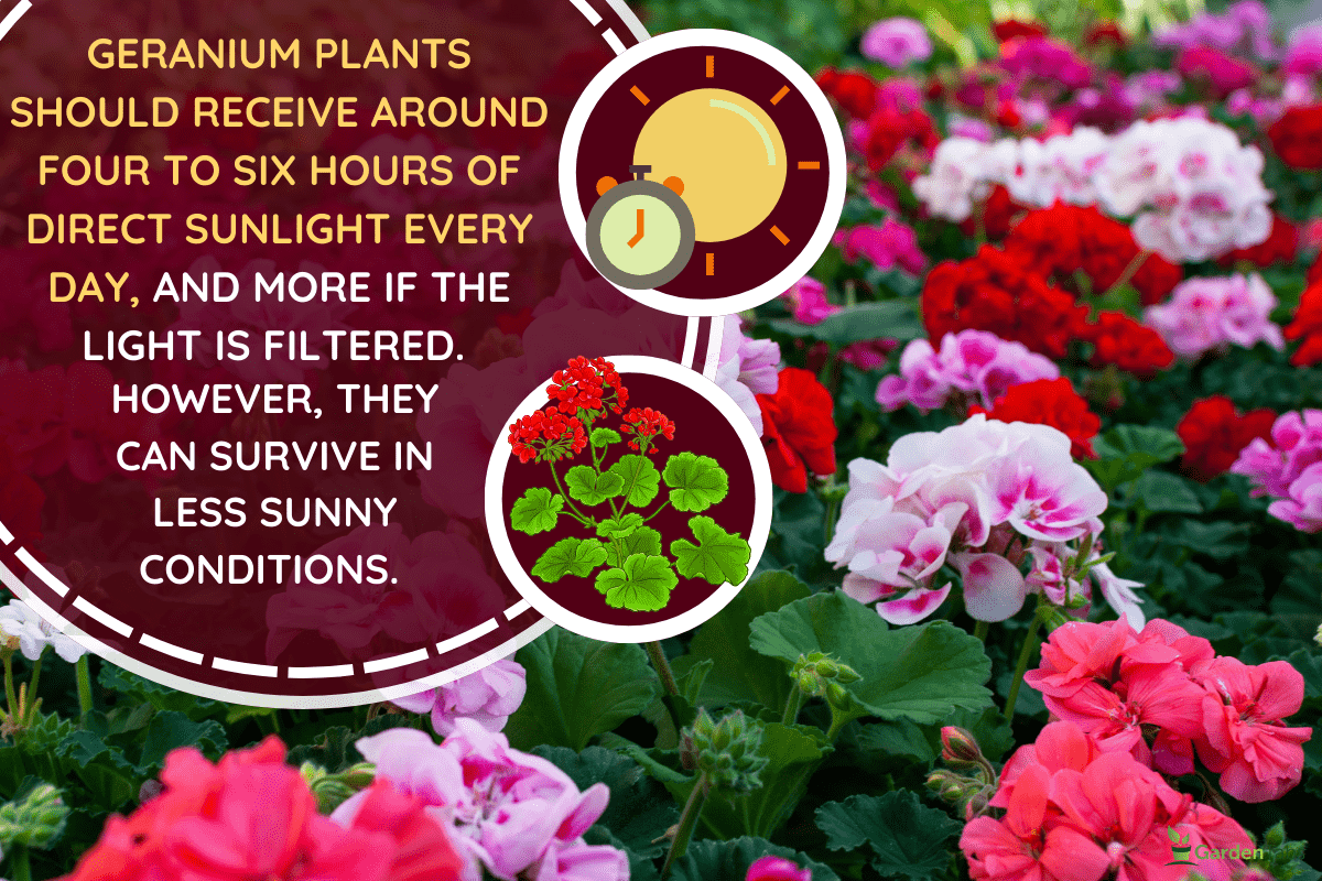 blooming geranium varios colors. - Do Geraniums Need Full Sun?