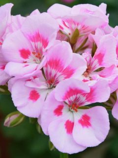 15 Pink Geranium Varieties For Your Garden