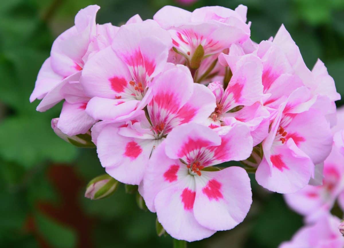 15 Pink Geranium Varieties For Your Garden