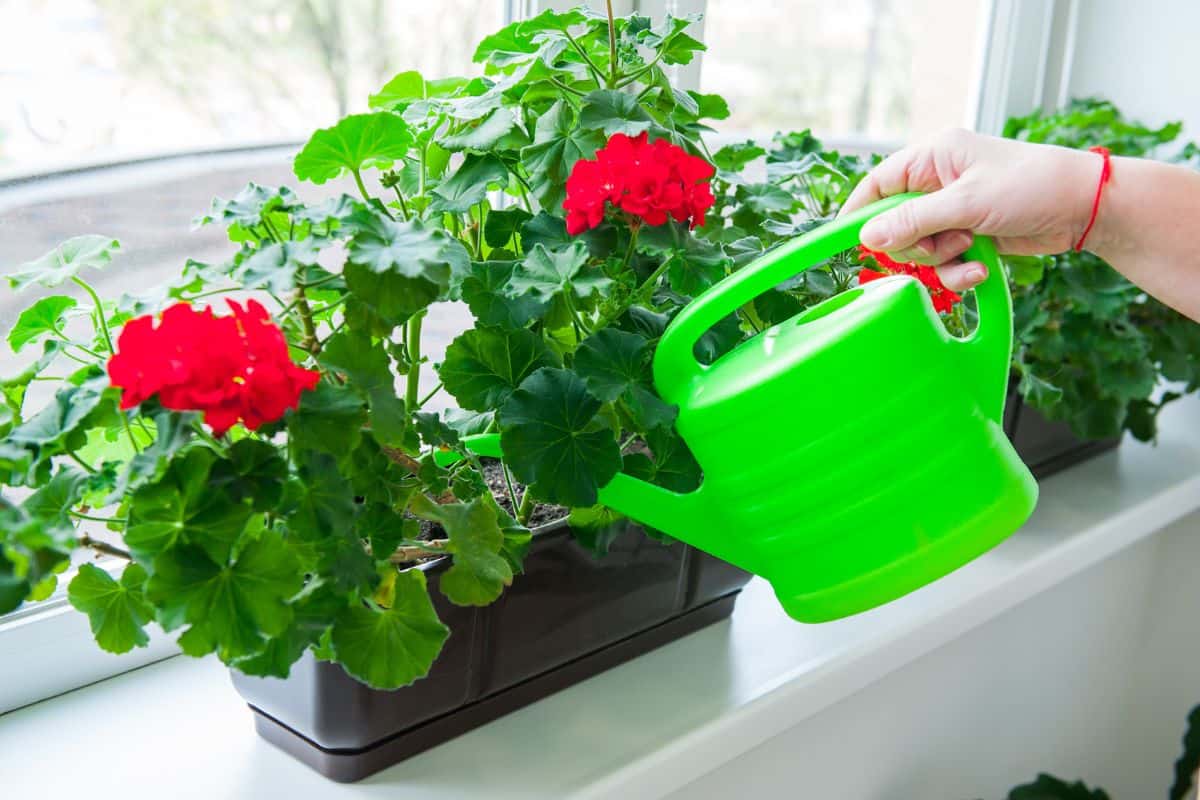 hand holding watering can and watering red Geranium flowers pots on windowsill. Indoor.