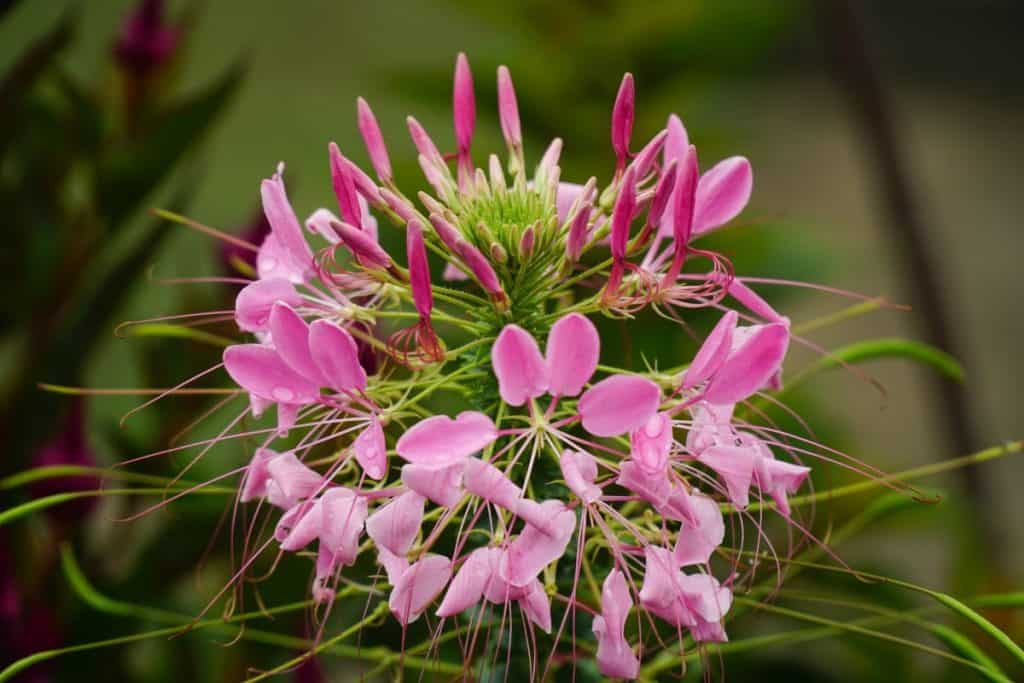pink spider flower or Cleome hassleriana in penglipuran village , Bangli , Bali.newly blooming flower in the traditional garden village