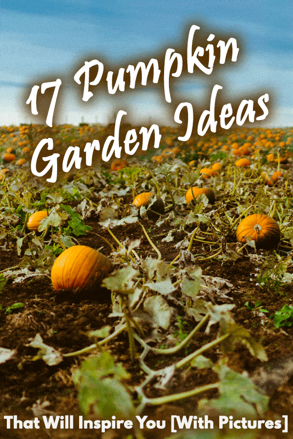 17 Pumpkin Garden Ideas That Will Inspire You
