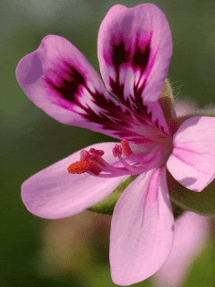 Scented Geranium Care tips, Pictures and more!