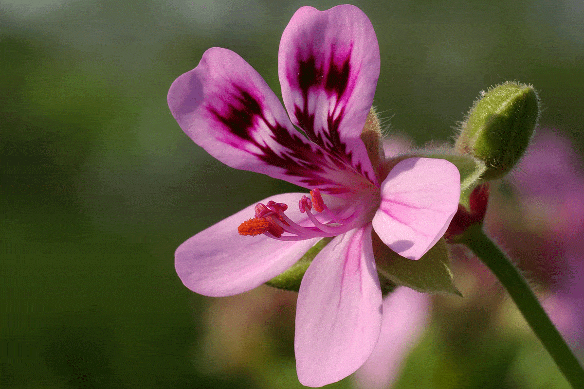 Scented Geranium Care tips, Pictures and more!